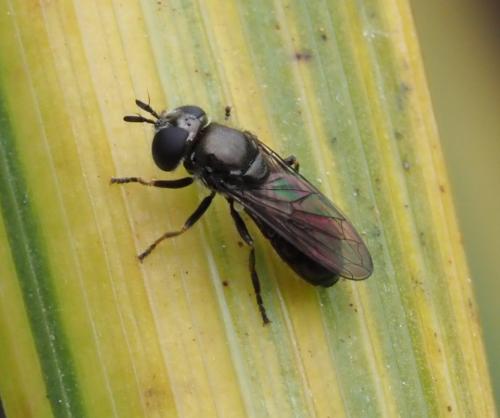 Pipizella sp.